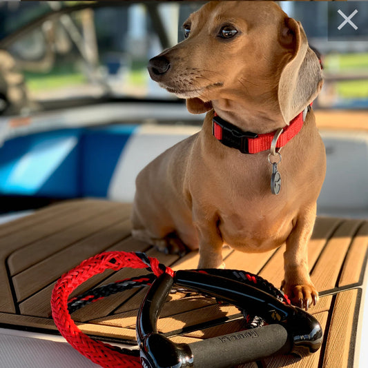 Masterline Dog Leash